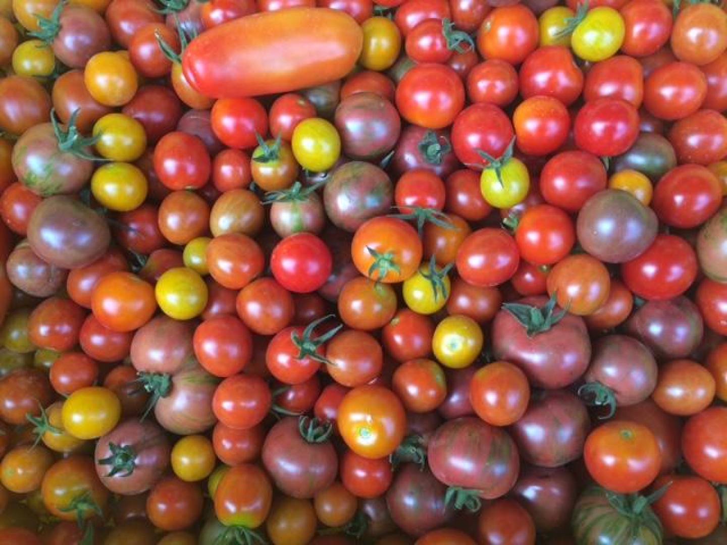 Cherry Tomatoes (Two 26 oz cartons)