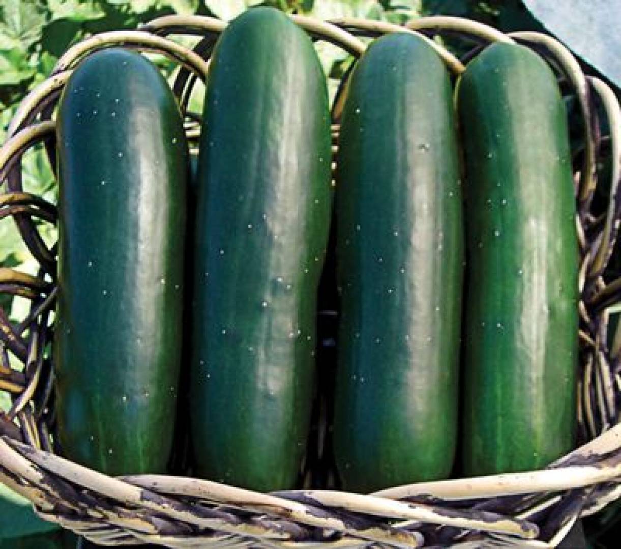 Огурец Хрустальное Яблоко Семена Купить