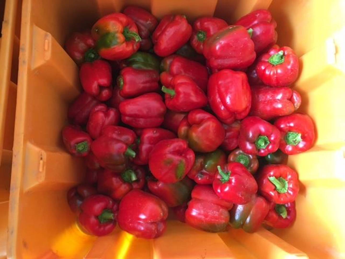 Pickled Hot Peppers (1 quart)