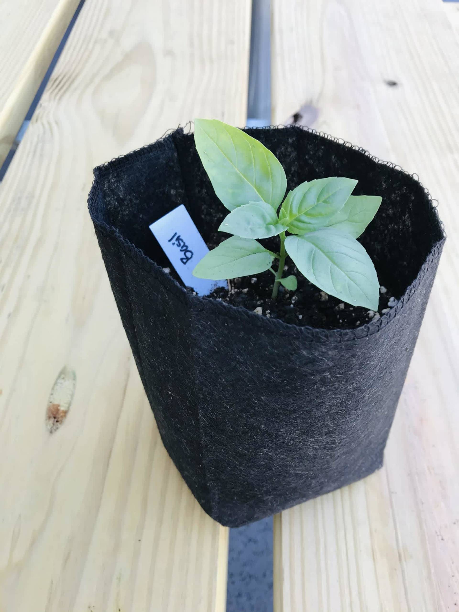 Basil Plant ($10)