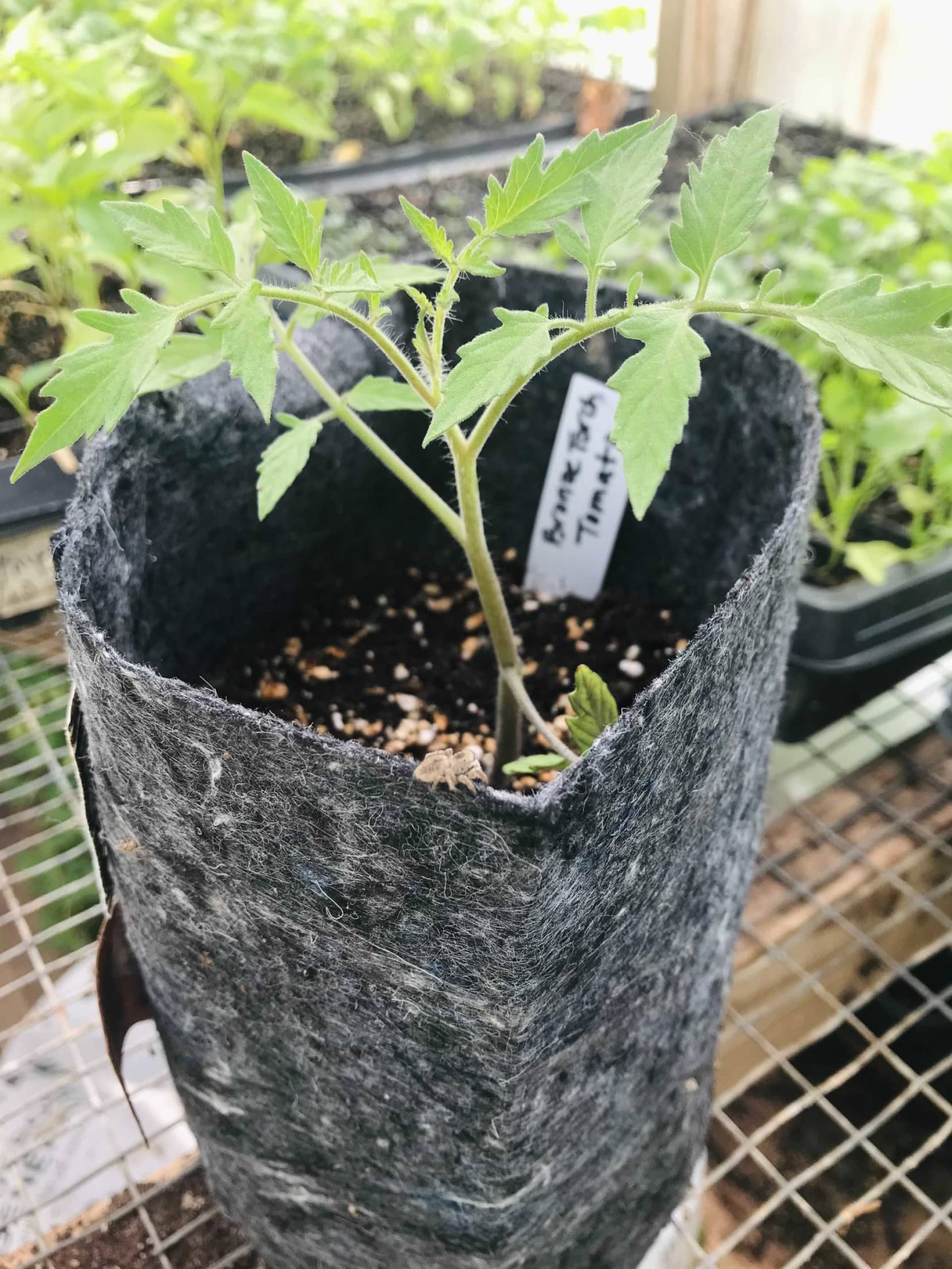 Tomato Plant ($10)