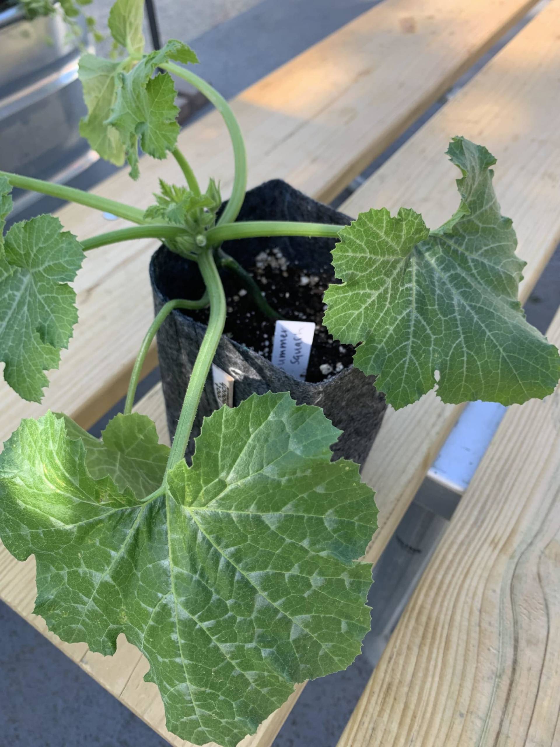 Zucchini Plant ($10)