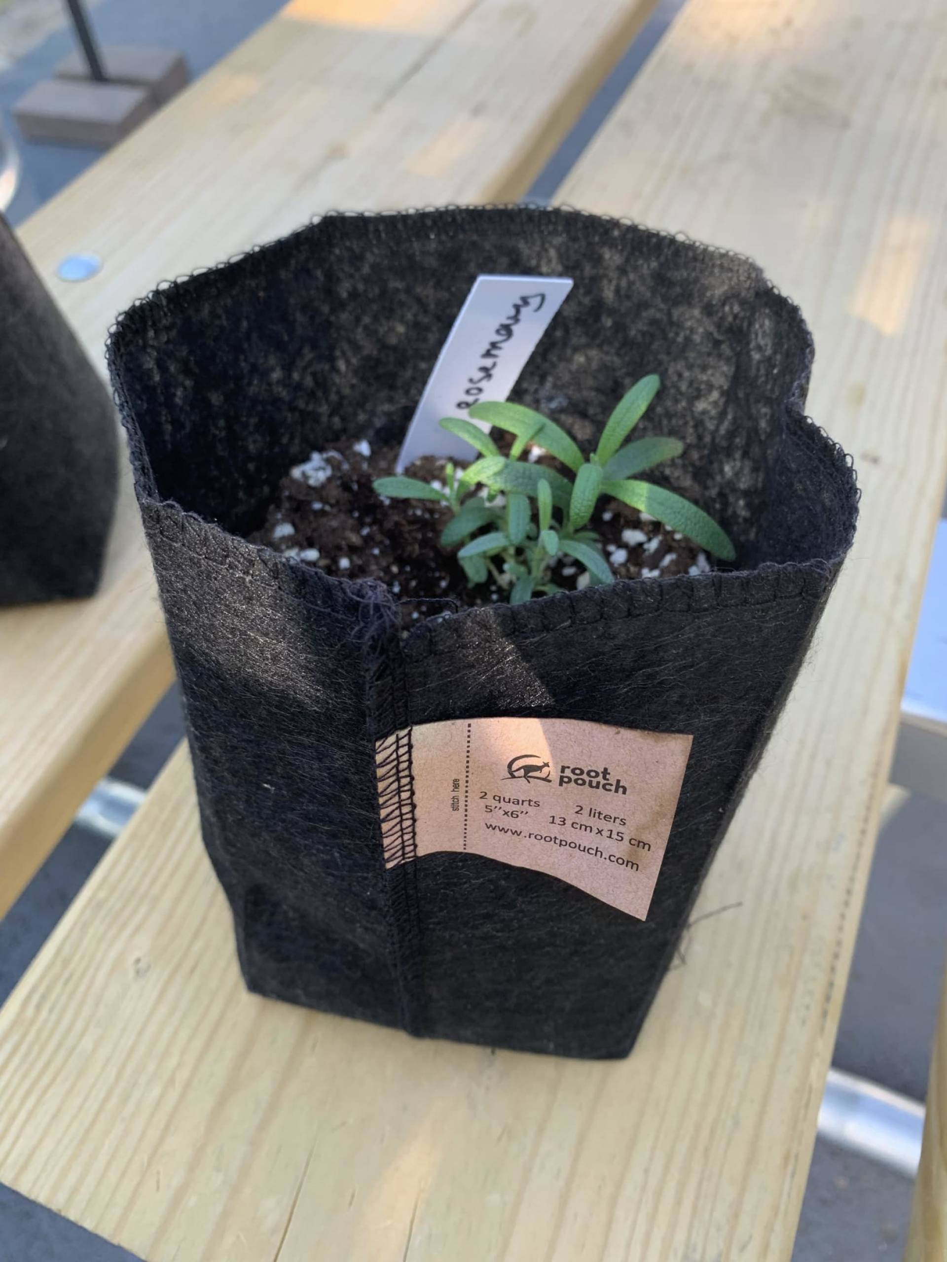Rosemary Plant ($10)