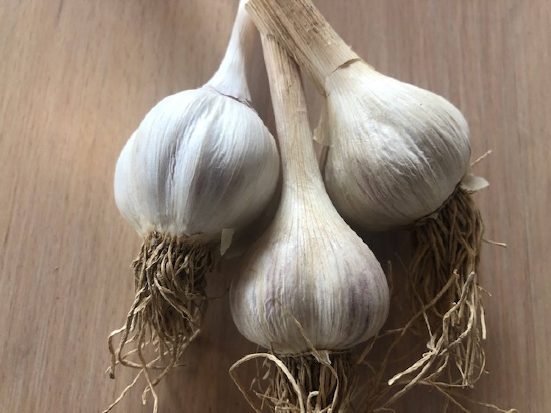 Garlic 8 for $10